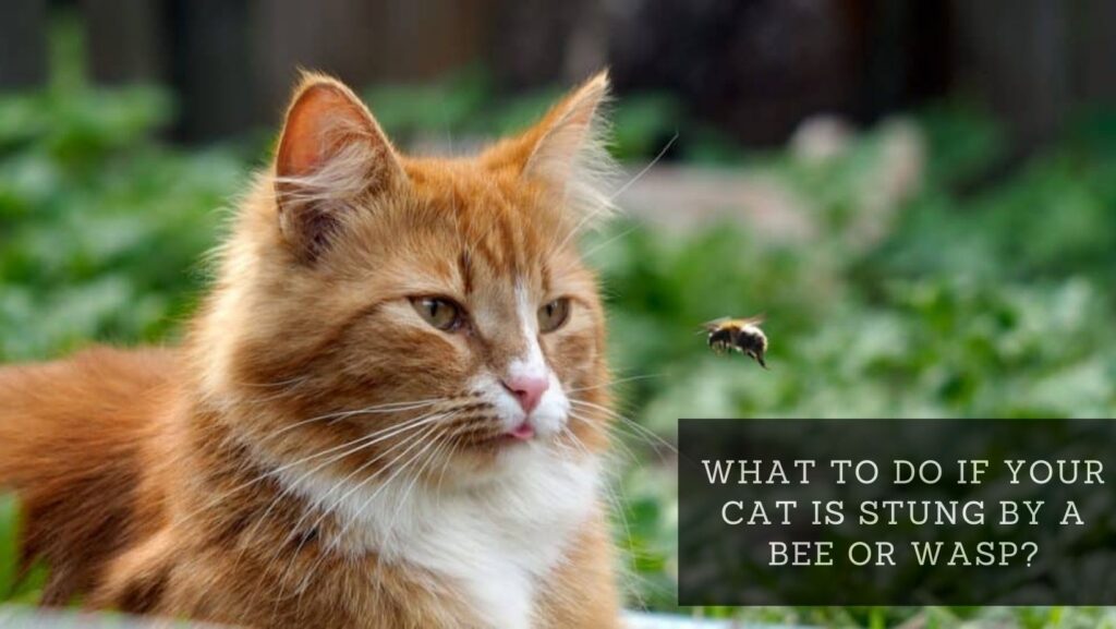 What To Do If Your Cat Is Stung By a Bee or Wasp?