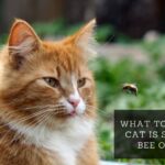 What To Do If Your Cat Is Stung By a Bee or Wasp?