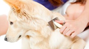 How To Cure Dandruff on Dog Skin Naturally