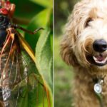 Can Dogs Eat Cicadas