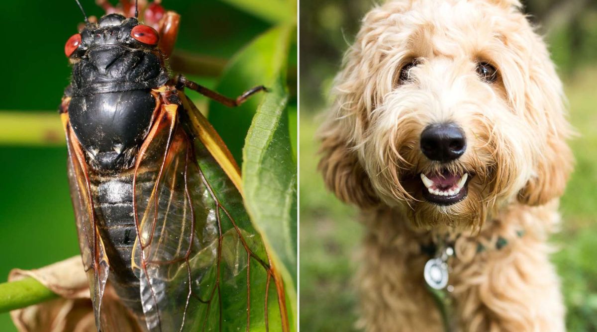 Can Dogs Eat Cicadas