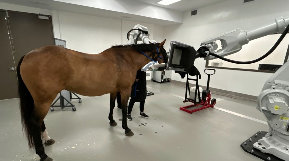 Horse Hoist Surgery