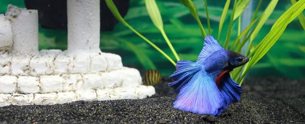 Betta Fish Care Sheet