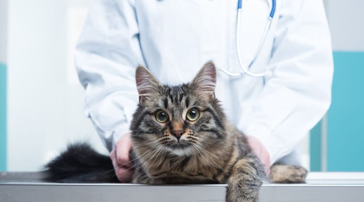 Brain Tumors in Cats