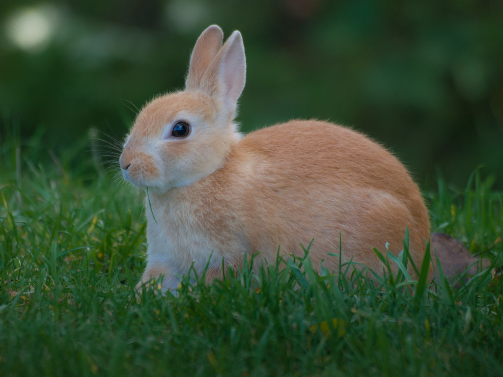 Can Bunnies Eat Celery