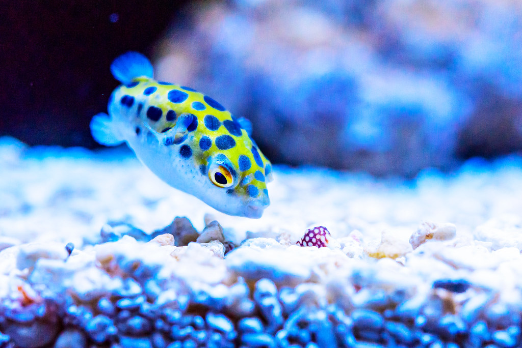 Can spotted Congo Puffers be Alone