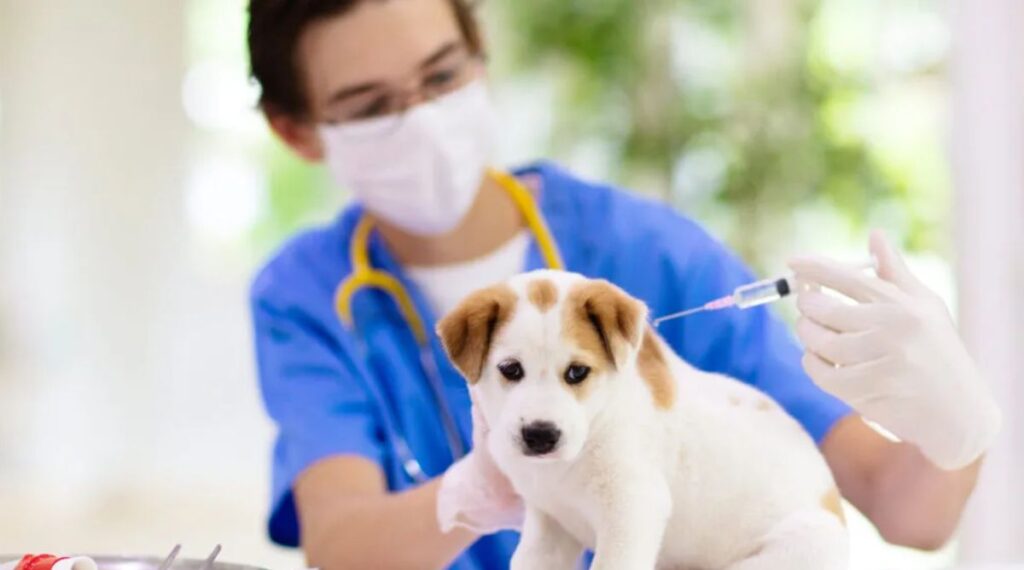 DHPP Vaccination for Dogs