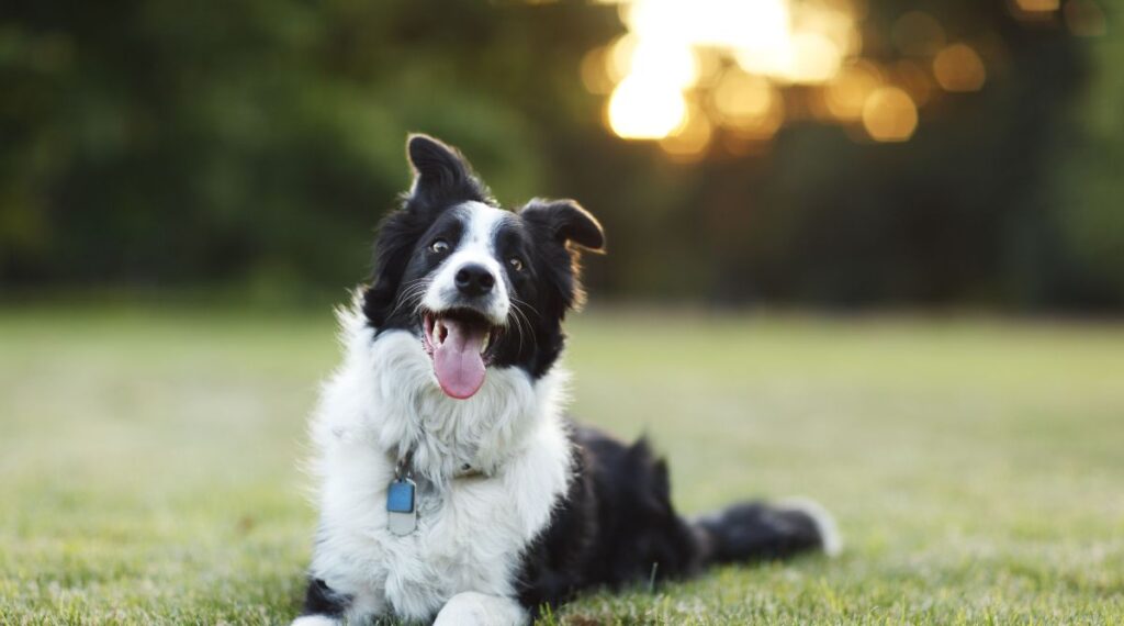 Ivermectin Toxicity In Dogs