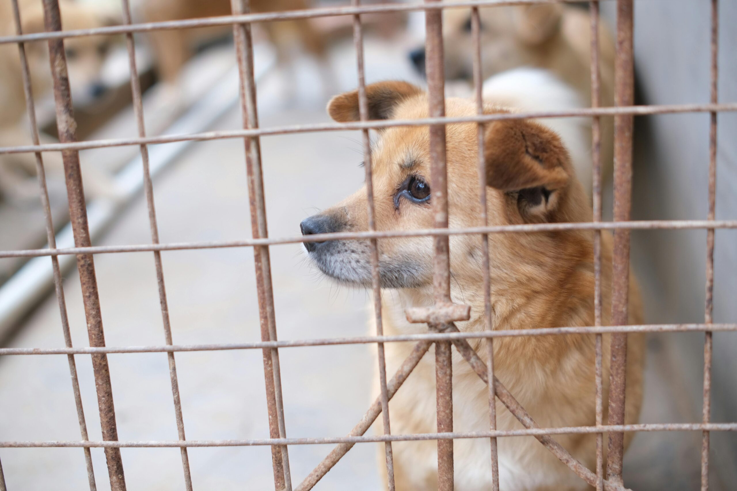 Puppy Whimpering in Crate 