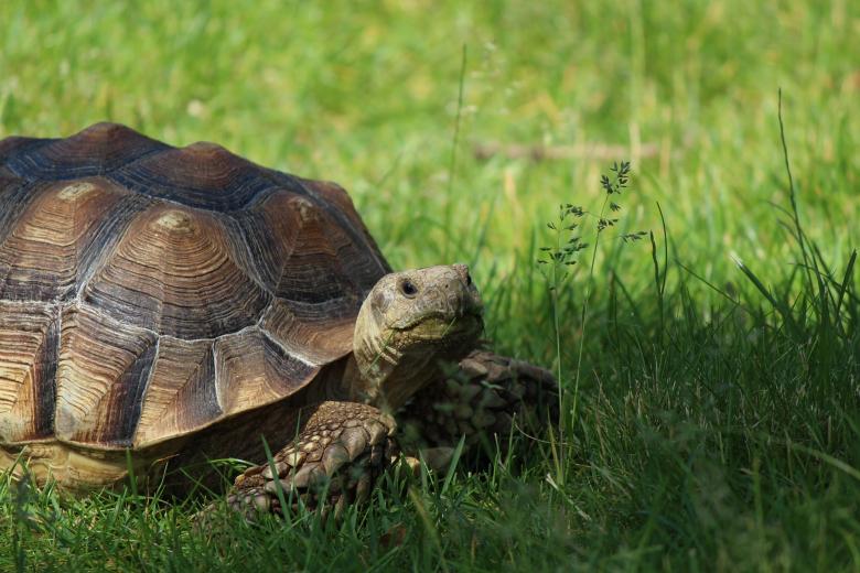 Russian Tortoise Food