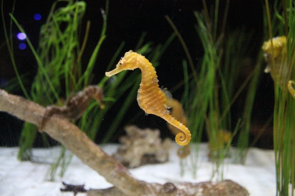 Seahorse and Pipefish Care Sheet