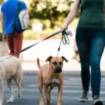 Average Dog Walking Rates 