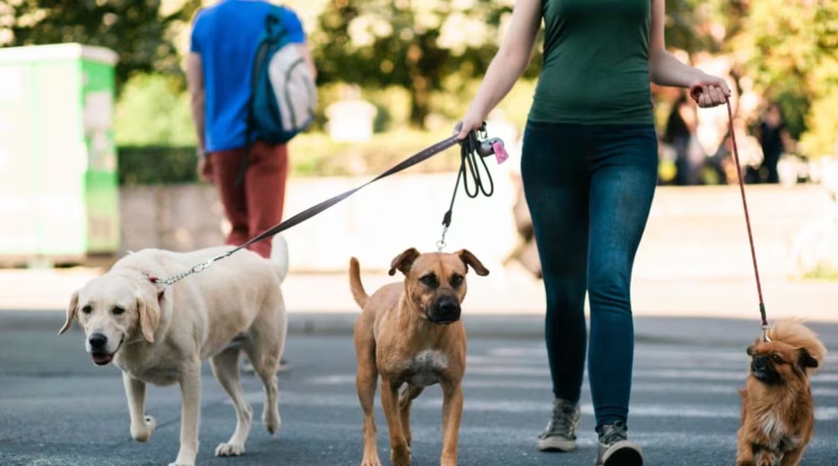 Average Dog Walking Rates 