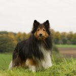 Dog Breeds That Dont Shed