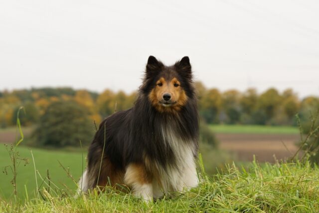 Dog Breeds That Dont Shed