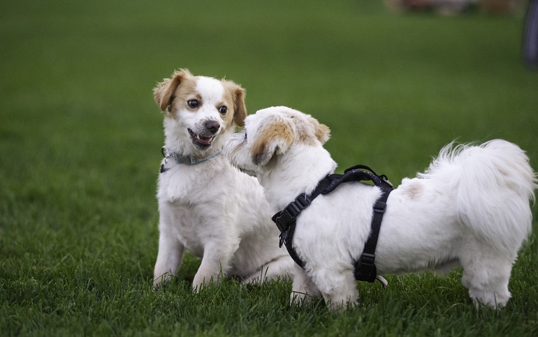 Wild One Harness